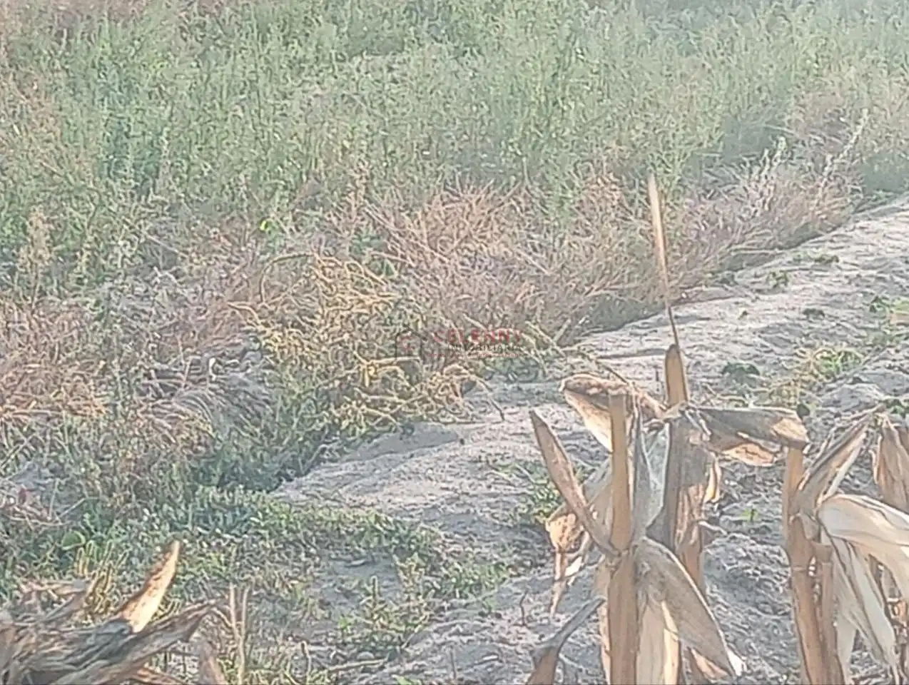Terreni e lotti in vendita a Nogueira de Ramuín, imagen 3