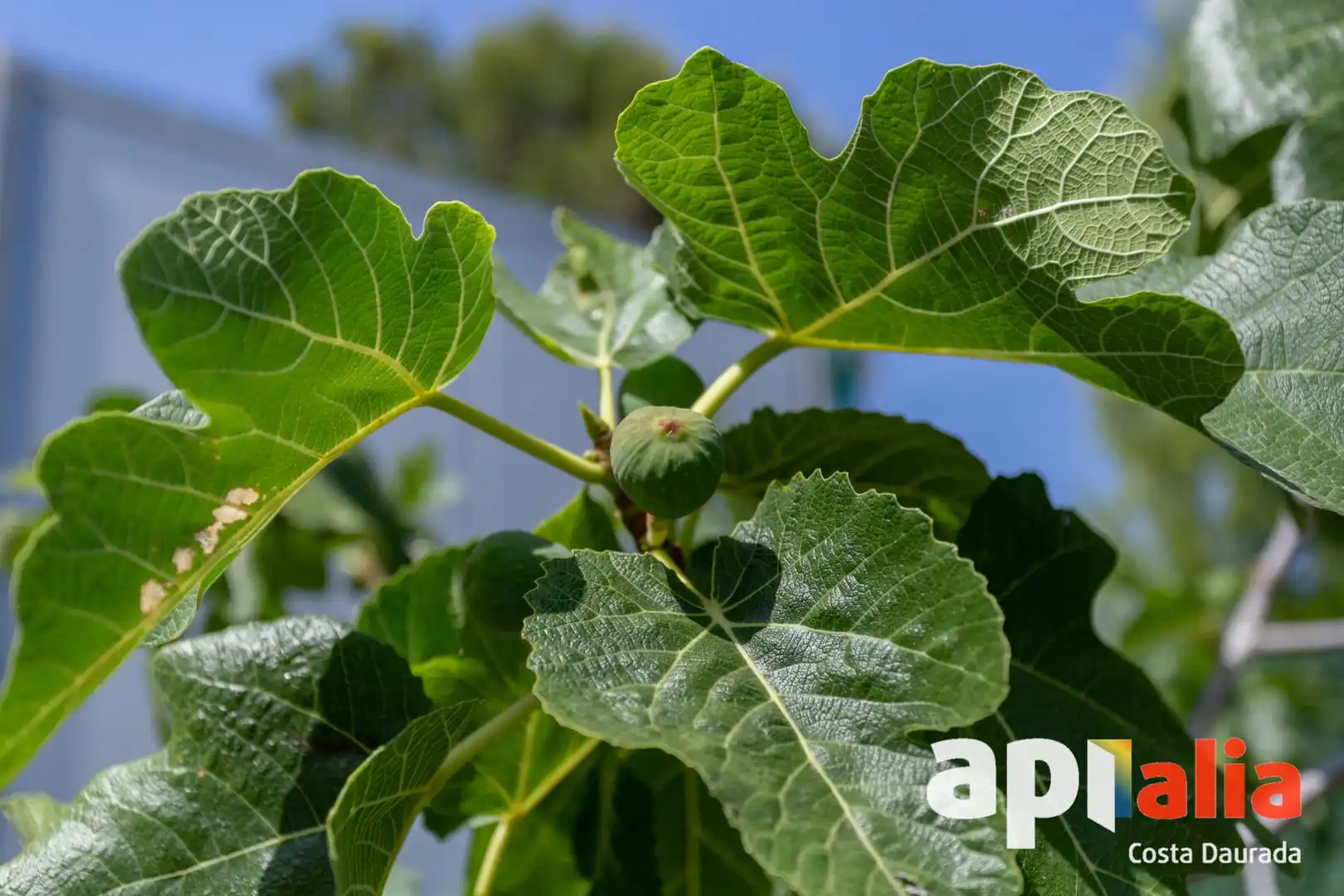 Jardí de Casa o xalet en venda en Salou amb Calefacció, Jardí privat i Terrassa