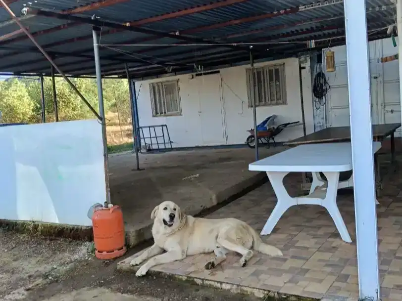 Vista exterior de Casa o xalet en venda en Brazatortas amb Aire condicionat