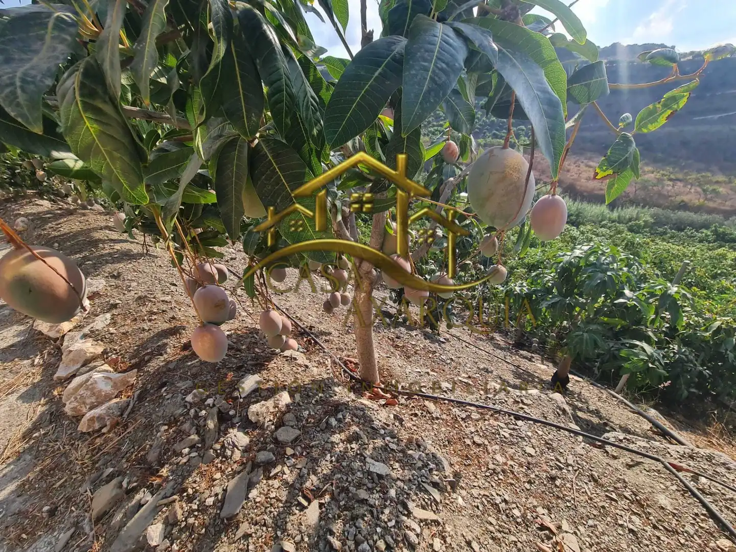 Jardí de Finca rústica en venda en Vélez-Málaga amb Jardí privat, Terrassa i Piscina