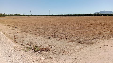 Campo kakis 10,25 han. guadassuar evols-ciscars, imatge 3