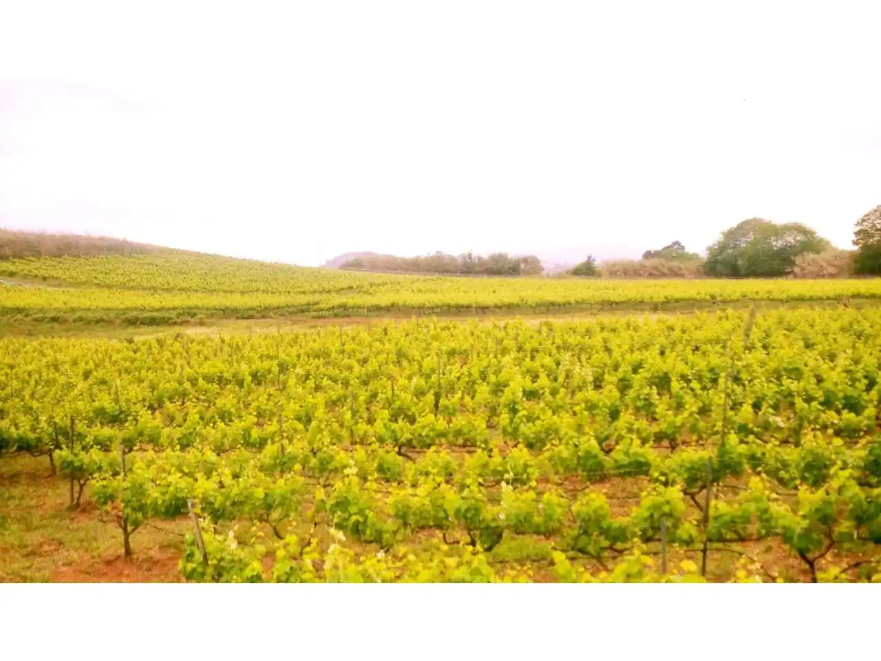 Vista exterior de Finca rústica en venta en El Sauzal con Jardín privado