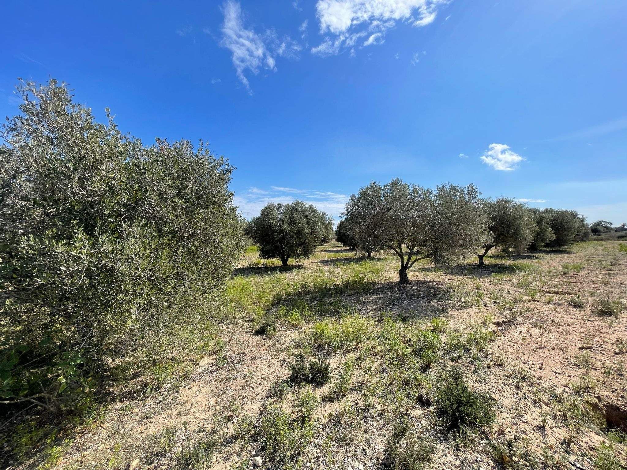 Land for sale in Elche / Elx