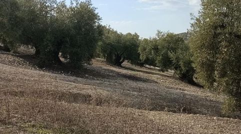 Finca en zona Campo de Tiro de Benamejí. Cuenta con una superficie de dos fanegas menos cuarta 7.800 m2. 60 olivos hojiblancos tra, imatge 3