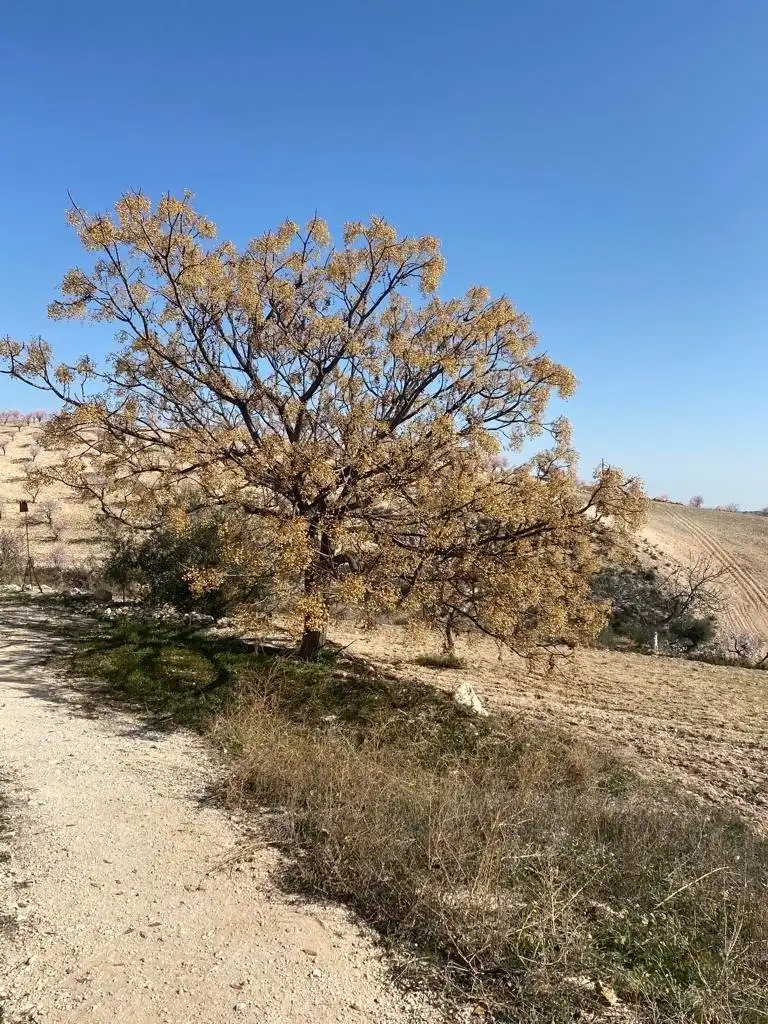 Vista exterior de Finca rústica en venta en Lorca con Terraza