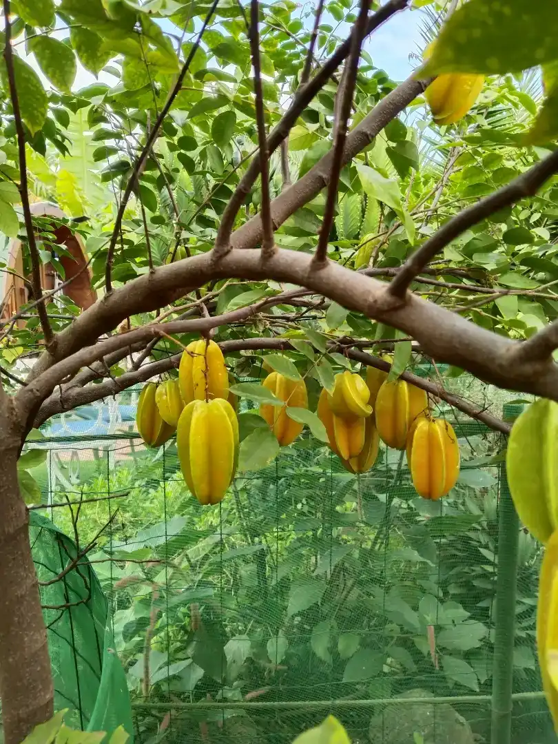 Jardí de Finca rústica en venda en Garachico amb Jardí privat, Traster i Piscina