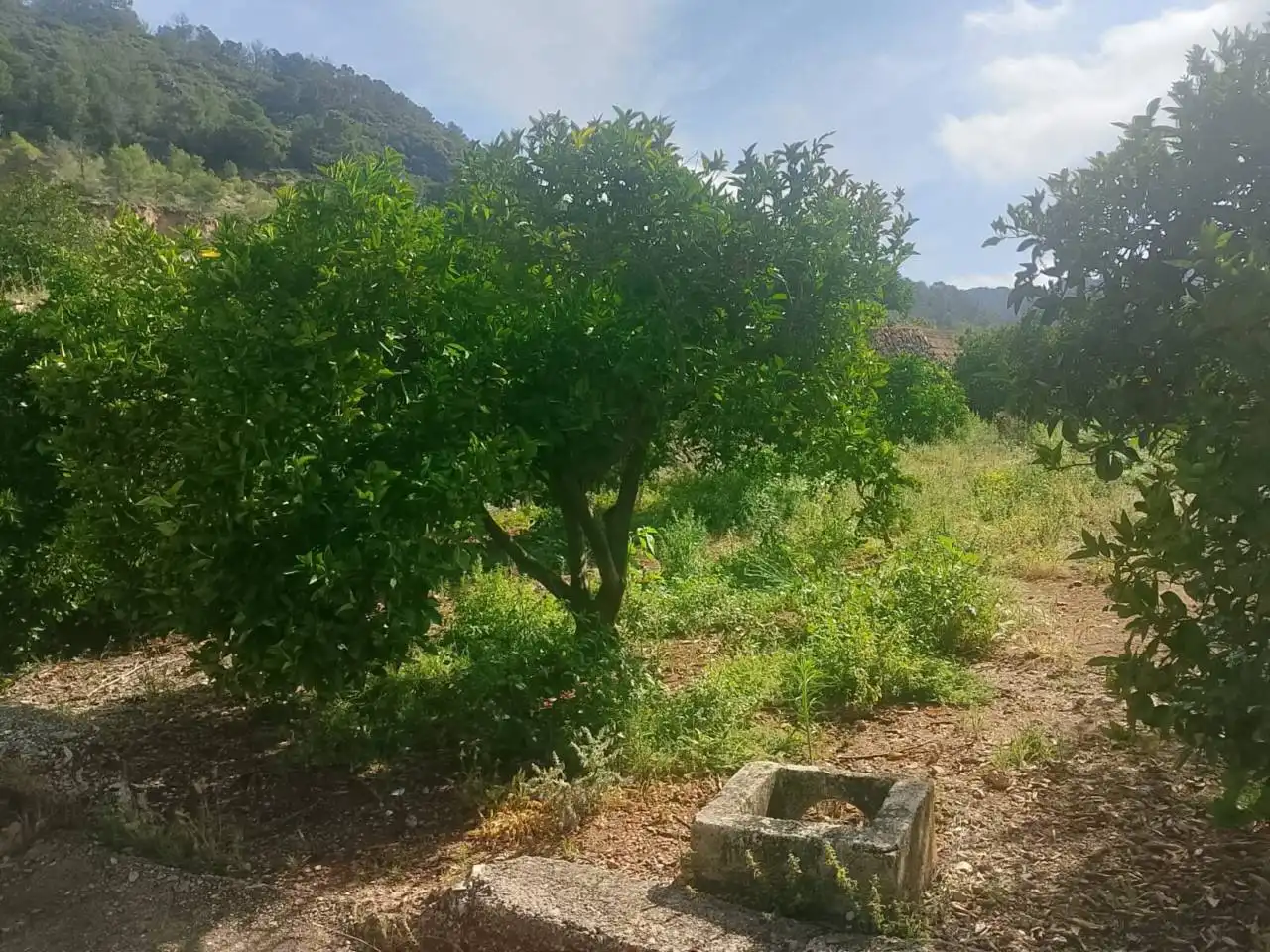 Land for sale in L'Atzúbia