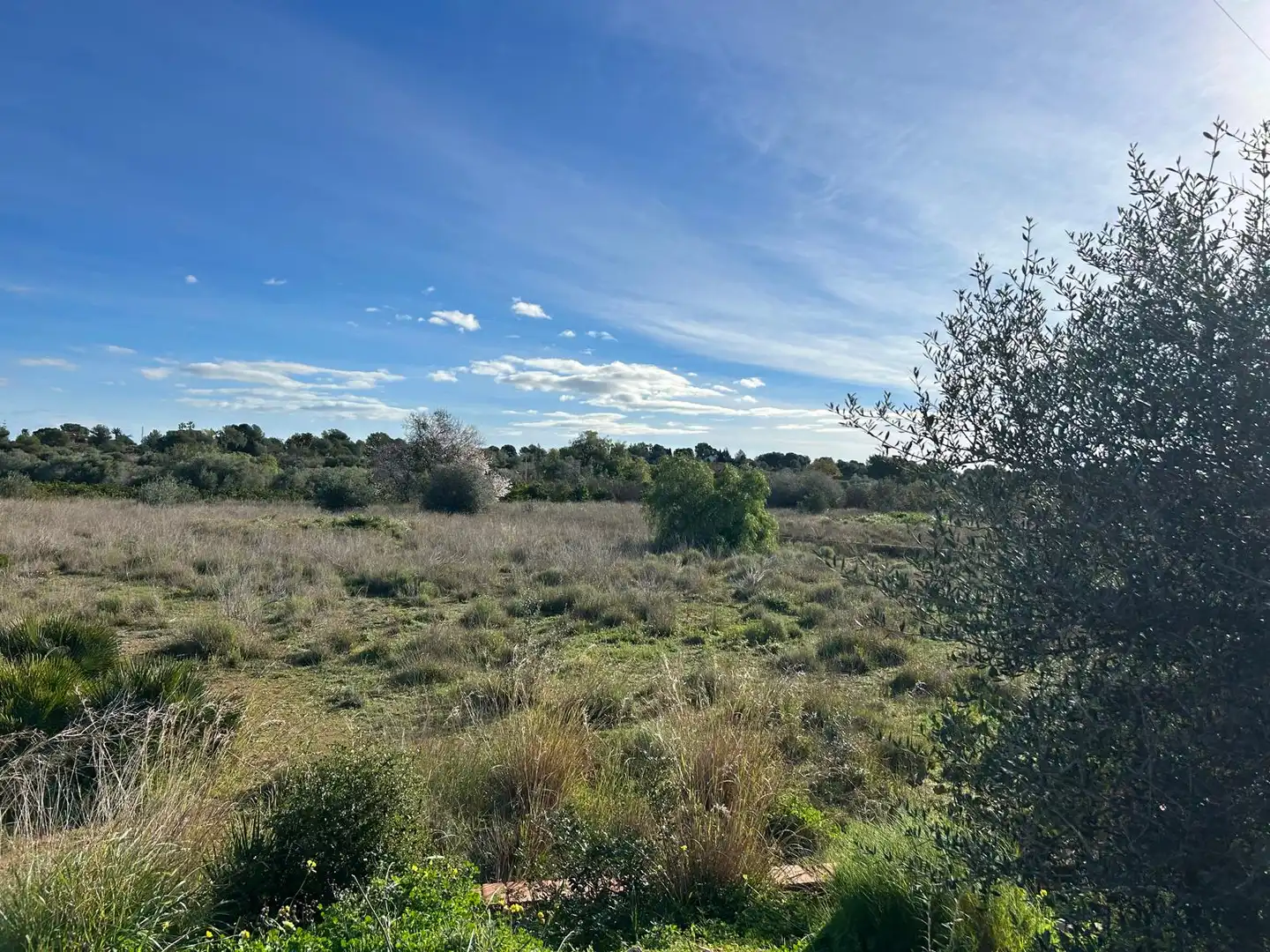 Rural land for sale in La Conarda - Montesano, imagen 4