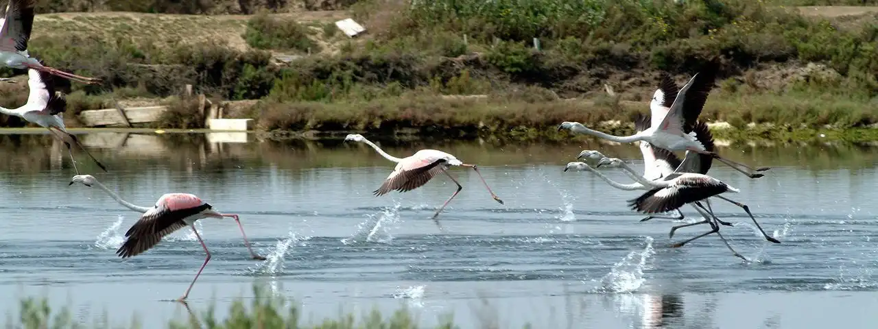 Finca rústica en venda en Isla Cristina
