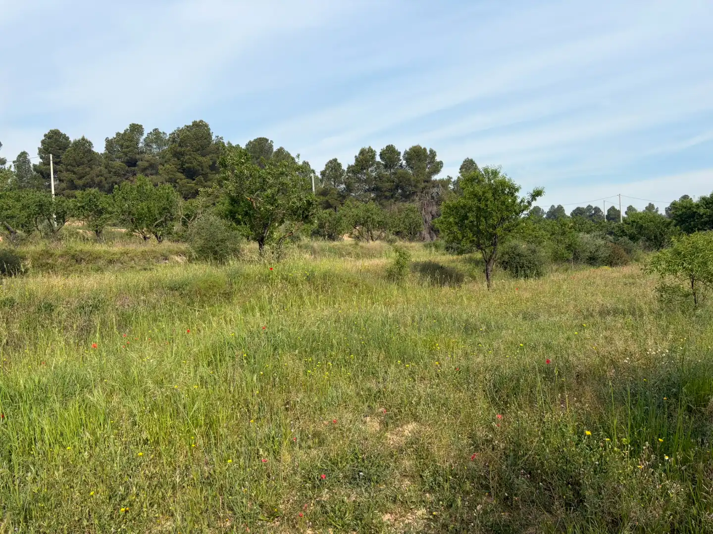 Terreno rustico in vendita a Ascó, imagen 10
