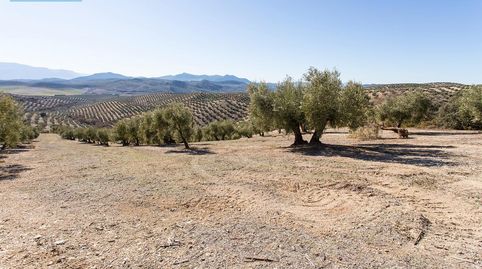 Photo 3 of Land for sale in Poligono 2 Parcela 276 y 409, Campotéjar, Granada