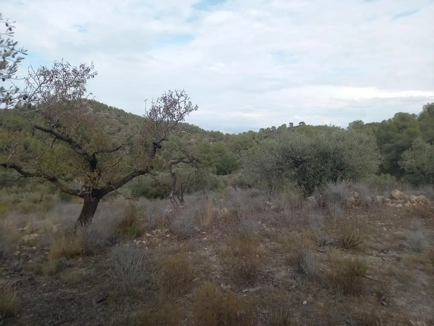 Rural land for sale in Benissanet, imagen 4