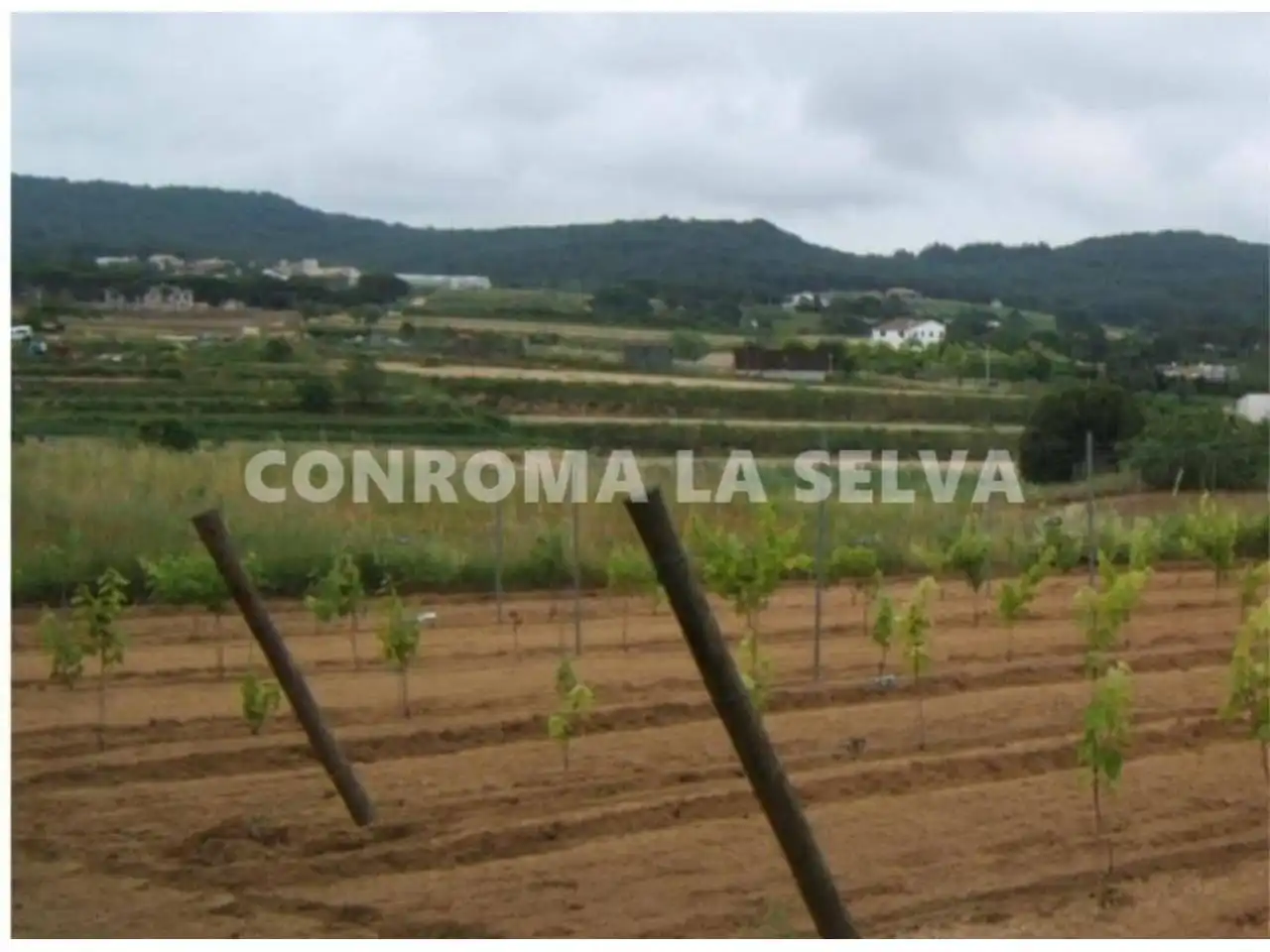 Terreno rustico in vendita a Mas Mora - Sant Daniel, imagen 2