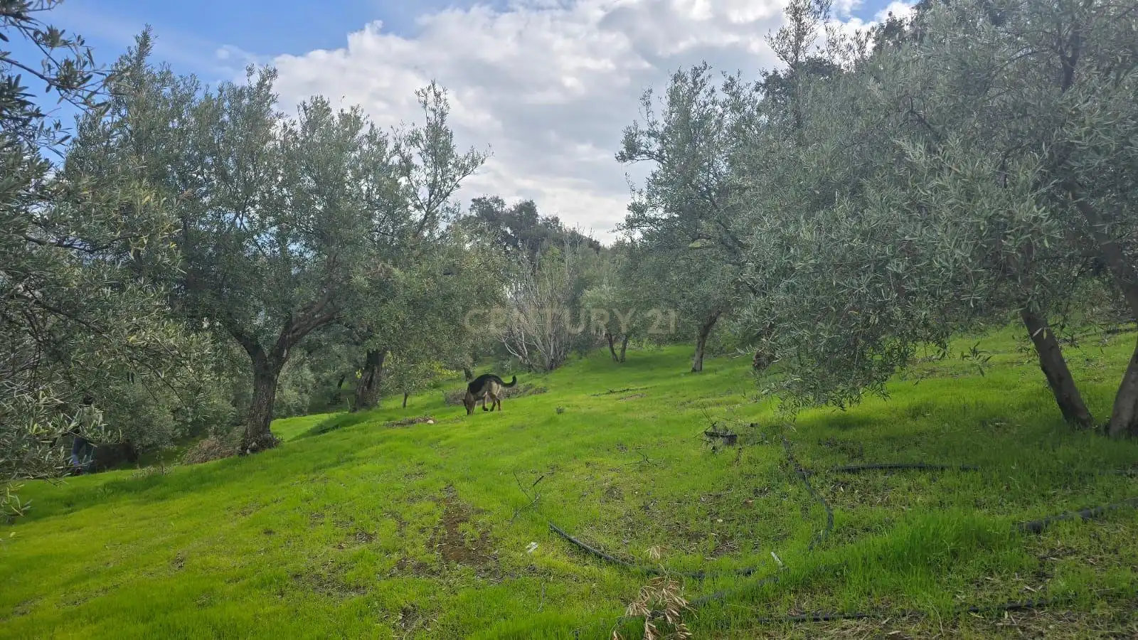 Terreno rustico in vendita a Polígono 11 Parcela 108 EL CERRILLAR. LOS GUAJARES (GRANADA), imagen 6