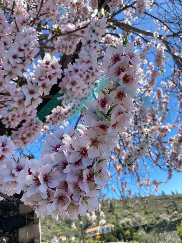 Jardí de Finca rústica en venda en Guía de Isora amb Jardí privat i Moblat