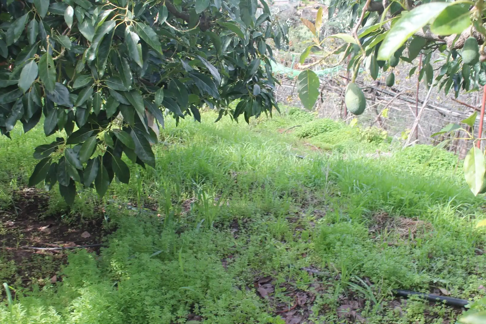Terreny rústic en venda a Valsequillo de Gran Canaria, imagen 18