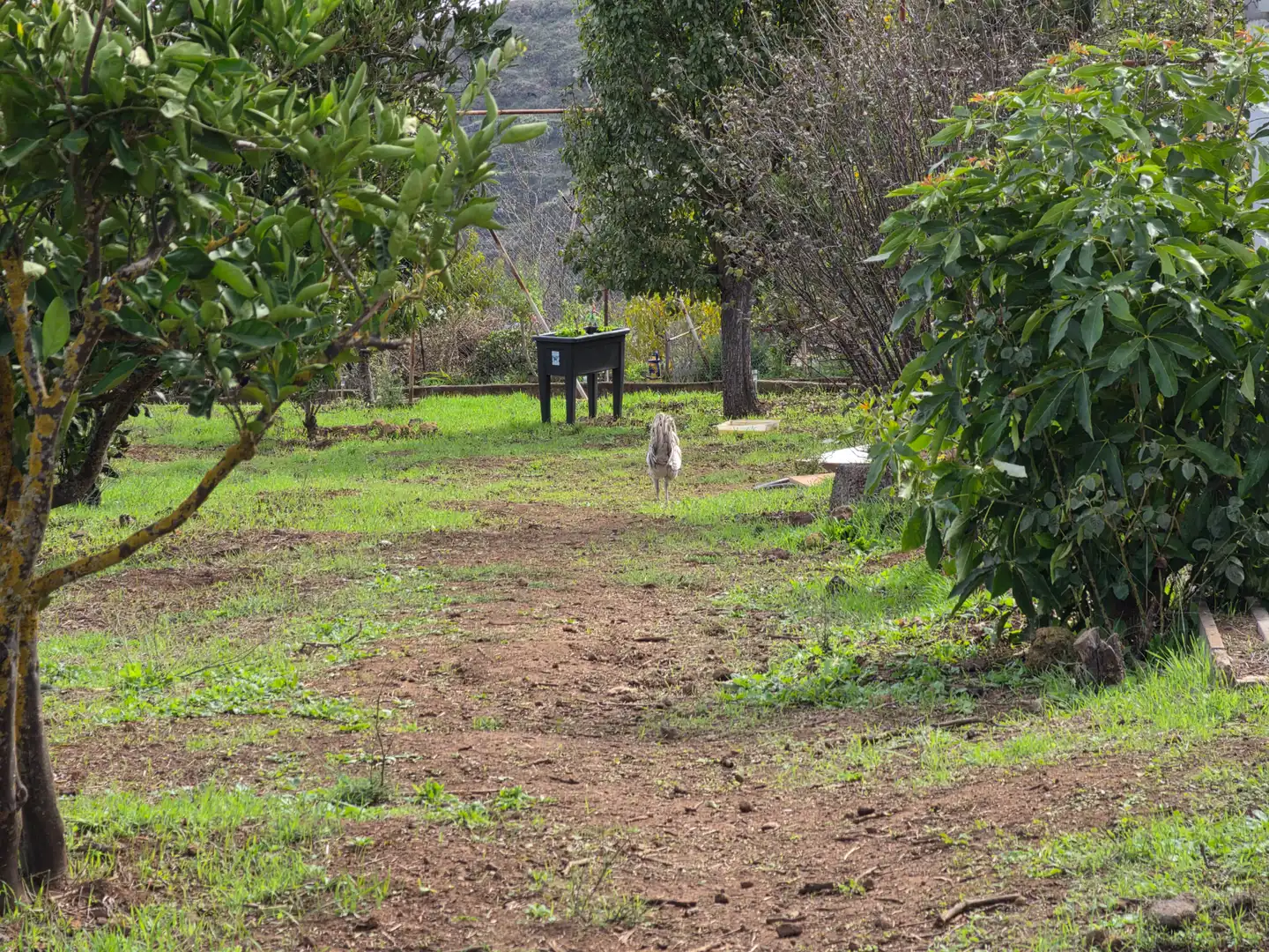 Jardín de Finca rústica en venta en El Palmar