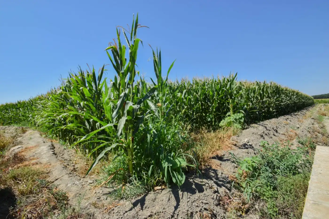 Rural land for sale in Calle PEREGRINA, imagen 4