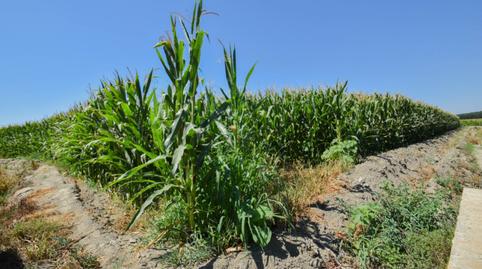 Foto 4 de Finca rústica en venda a Belicena, Granada