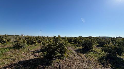 Oportunidad Agrícola: Huerto de Naranjos en Plena Producción – Polígono 1, Oliva
