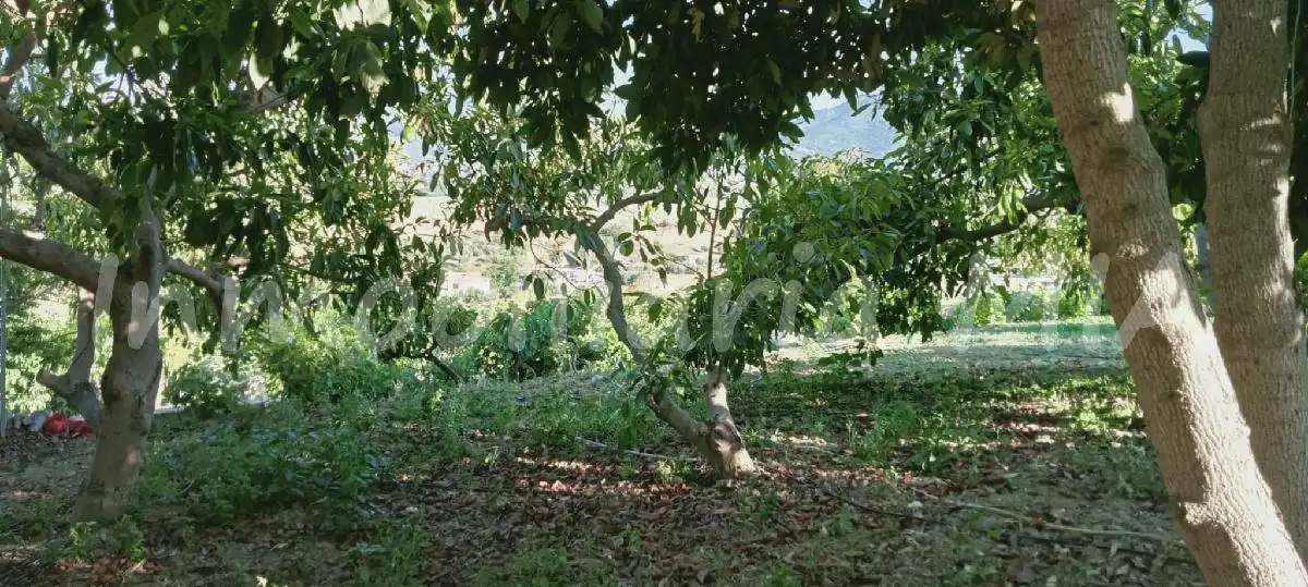Jardín de Casa o chalet en venta en Alhaurín de la Torre