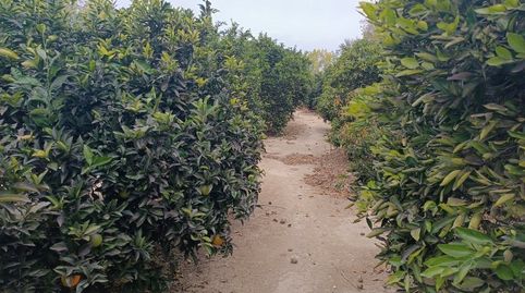 FINCA DE REGADÍO CON NARANJOS SITUADA FRENTE AL EBRO., immagine 2