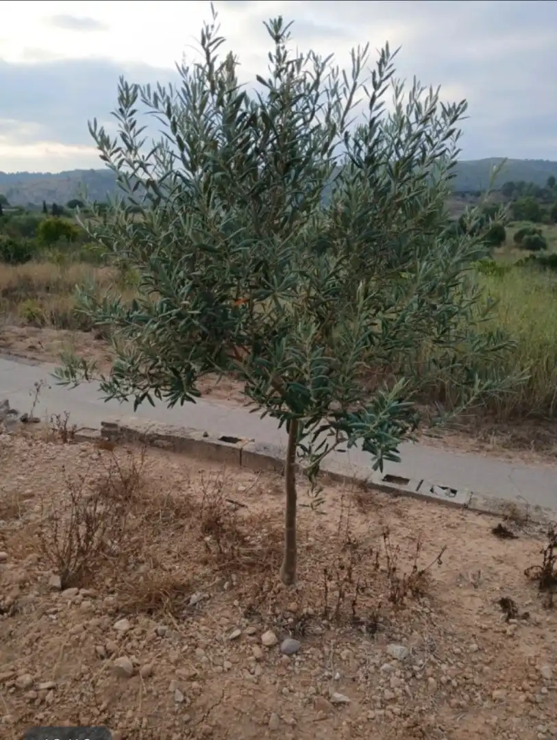 Rural land for sale in Llano de la Paridera 576, imagen 7