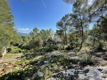 Terrenys i solars en venda a Carcaixent