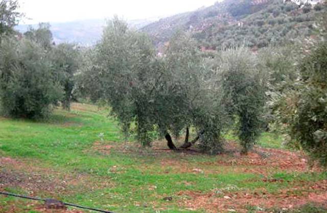 Terreno en Venta en Villanueva del Arzobispo