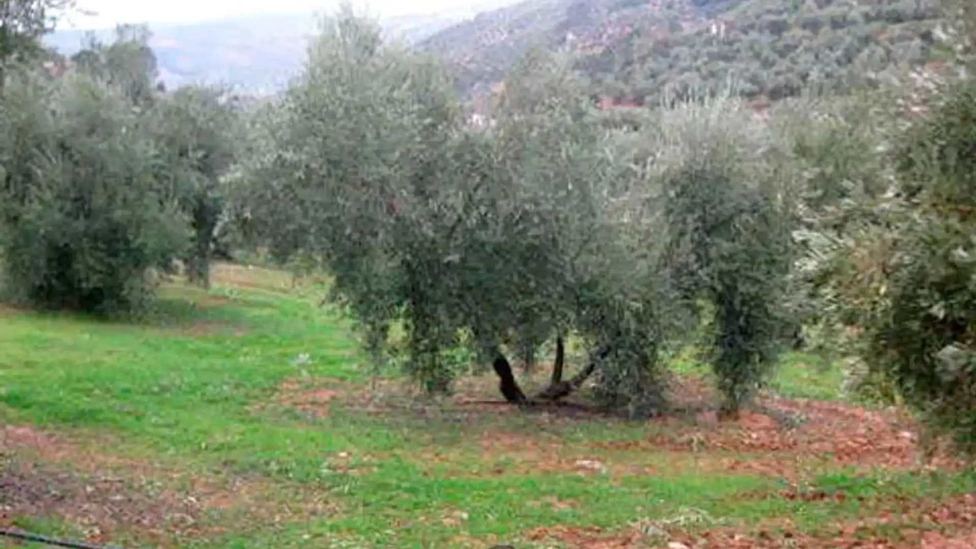 Jardín de Terreno en venta en Villanueva del Arzobispo