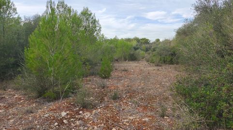 Finca de garriga y pinar