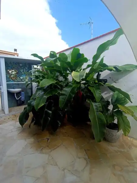 Casa o chalet en venta en Calle el Esquiĺón, 11, San Antonio - Las Arenas