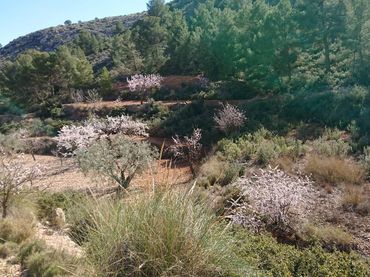 Terreno residencial en venta en Totana