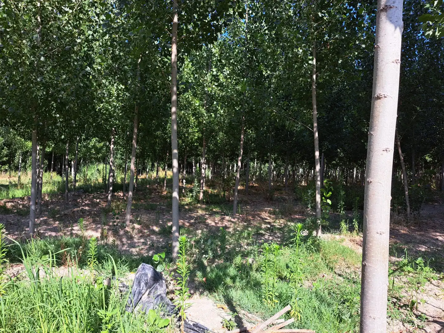 Land for sale in Fuente Vaqueros