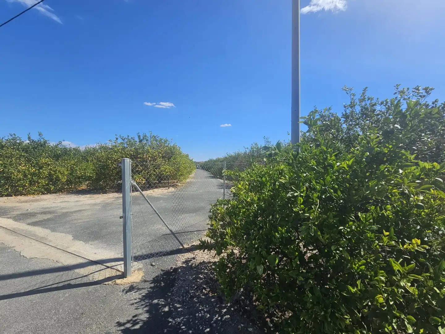Rural land for sale in Los Montesinos, imagen 2