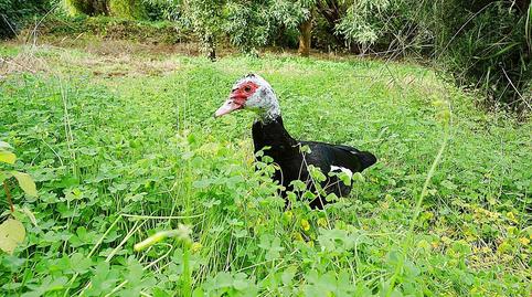 Photo 5 of Country house for sale in  Lomo del Hornillo, San José del Álamo - El Hornillo, Las Palmas