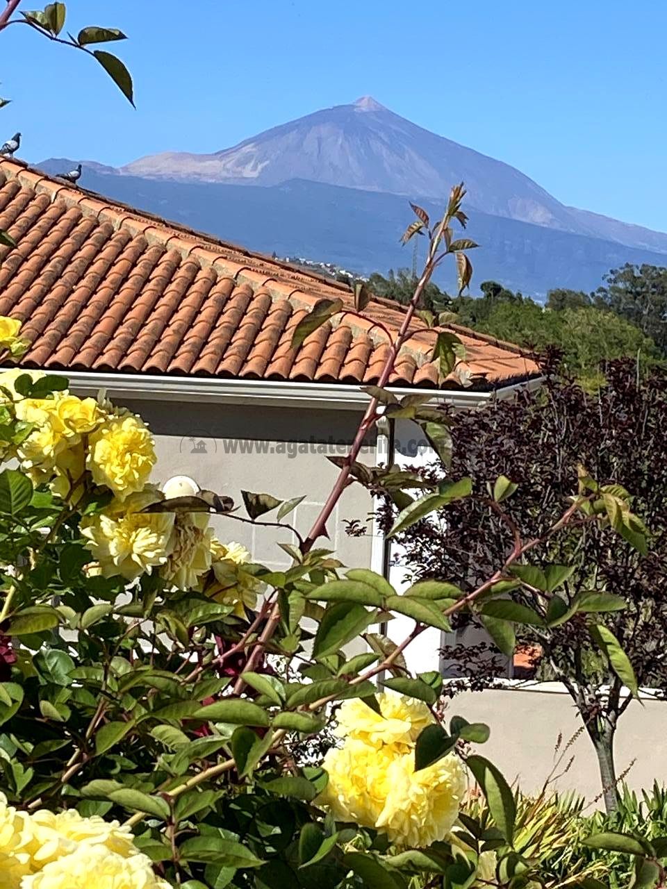 Garden of House or chalet for sale in Tacoronte  with Private garden, Parquet flooring and Furnished