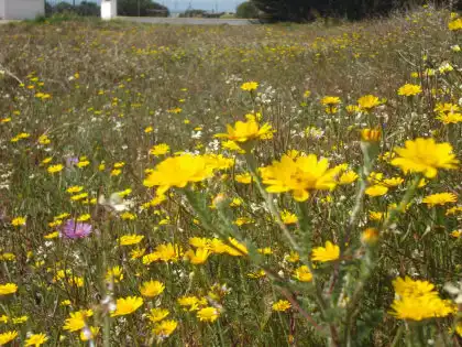 Terreni e lotti in vendita a Vejer, imagen 12