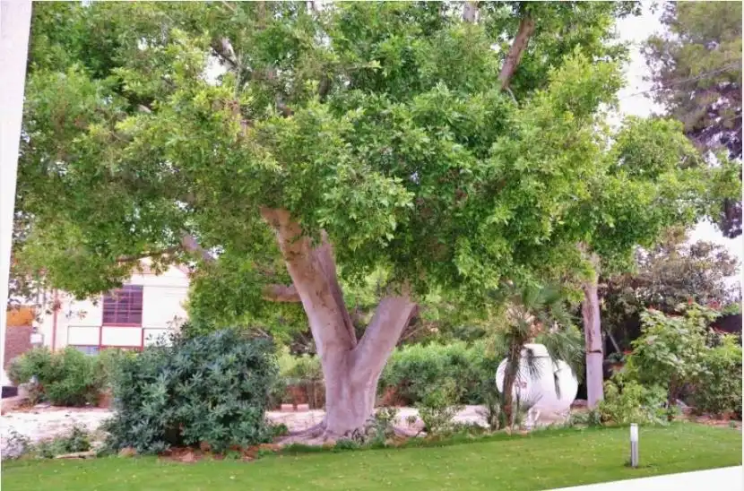 Jardí de Casa o xalet en venda en Alicante / Alacant amb Aire condicionat, Calefacció i Jardí privat