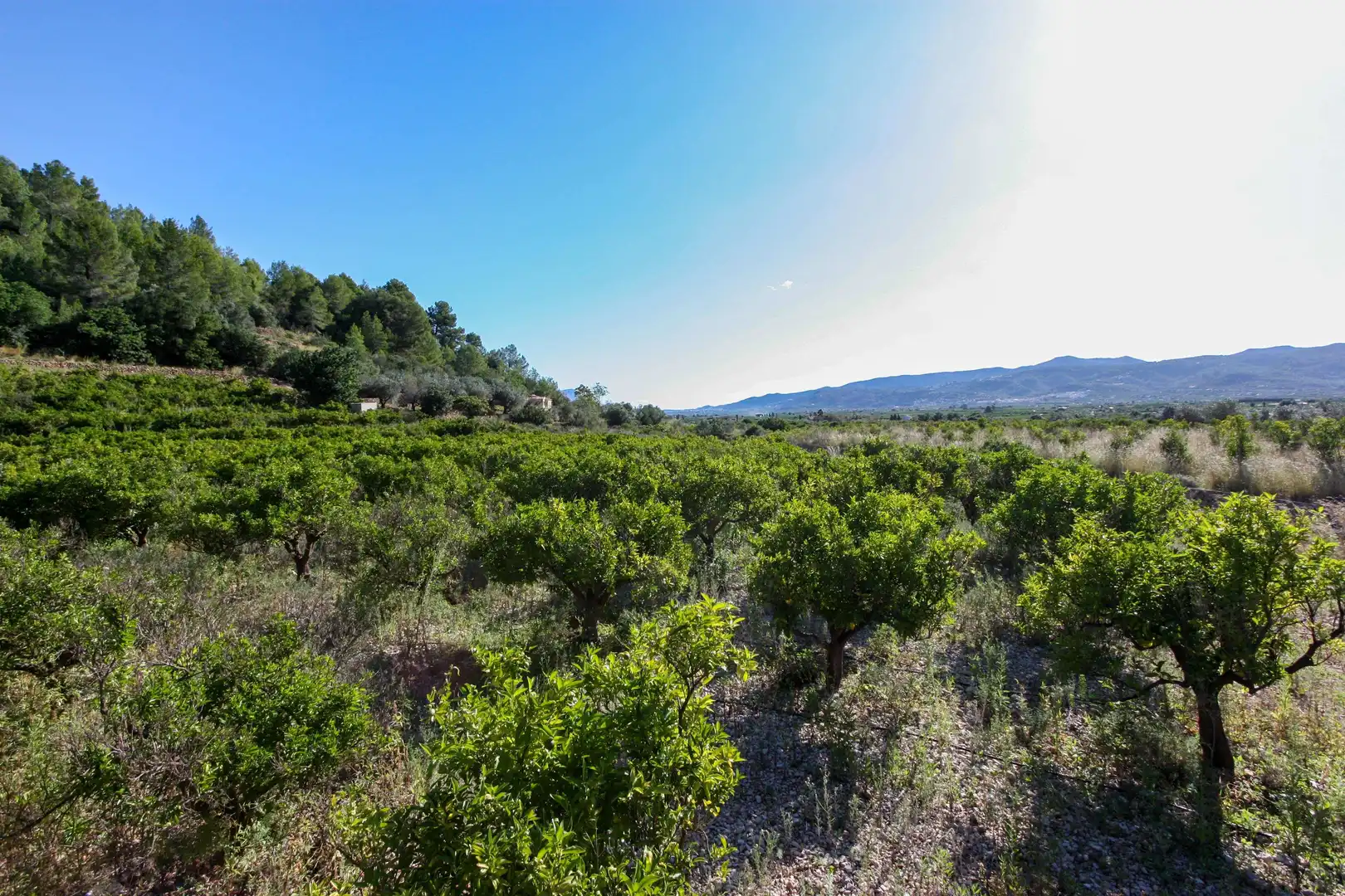 Wohnbaugrundstück zum Verkauf in Sagra, imagen 2