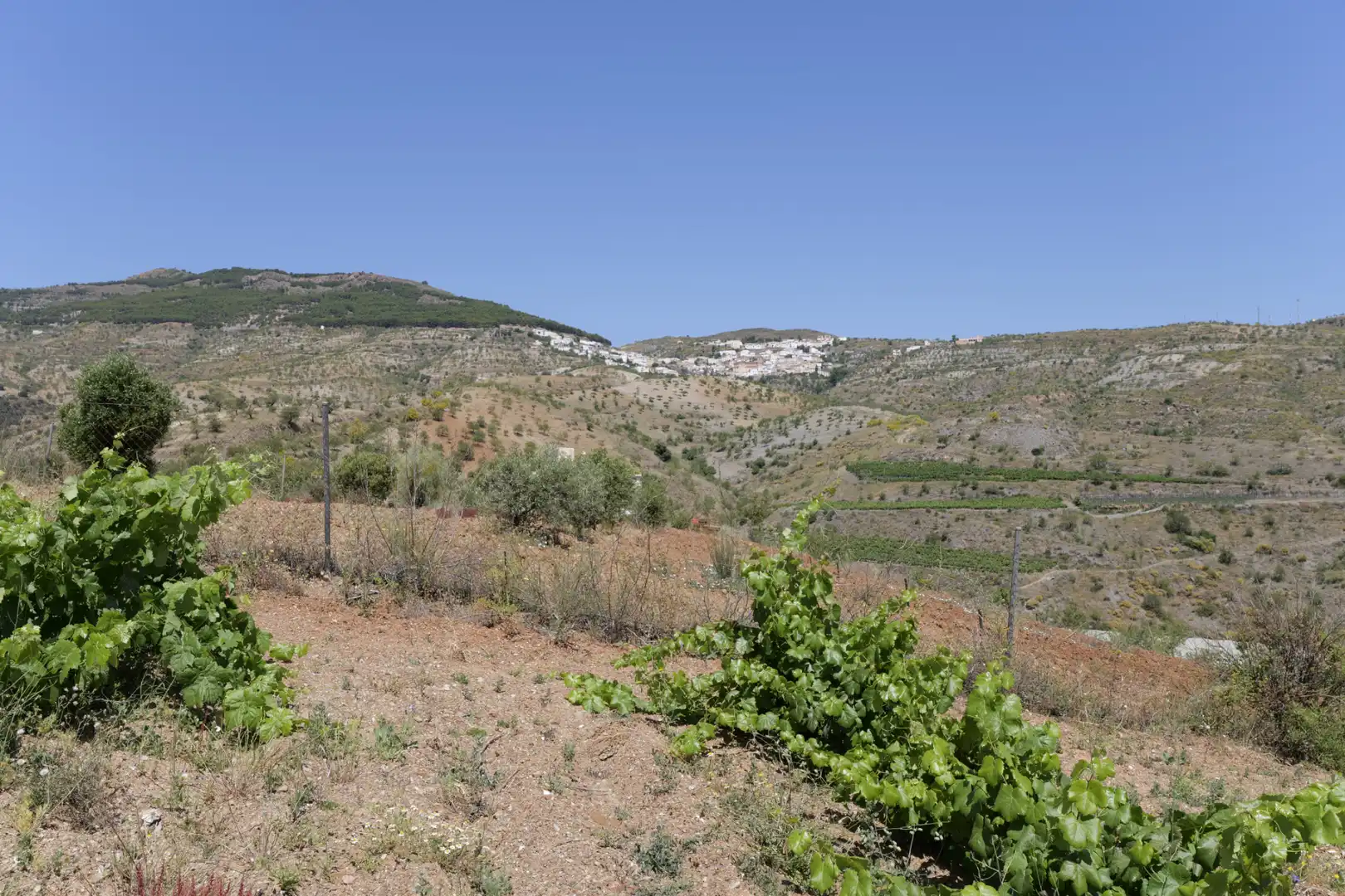 Land for sale in Murtas