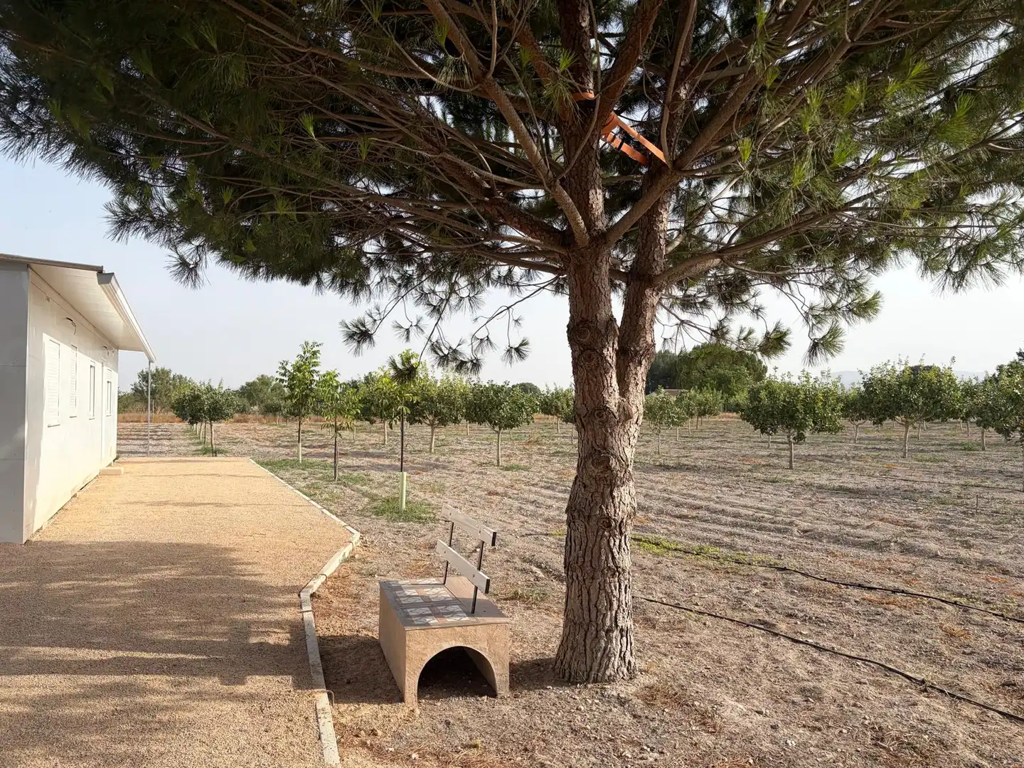 Garden of Country homes for rent in Villena  with Private garden, Storage room and Furnished