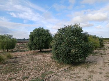 Terreno rustico in vendita a Yecla