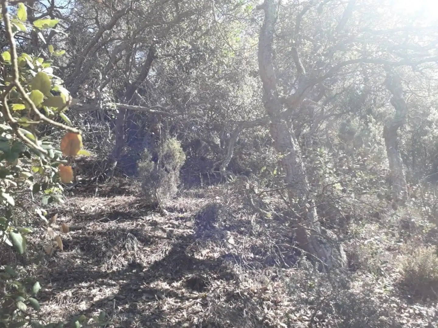 Grundstücke und Bauplätze zum Verkauf in Serra Brava, imagen 8