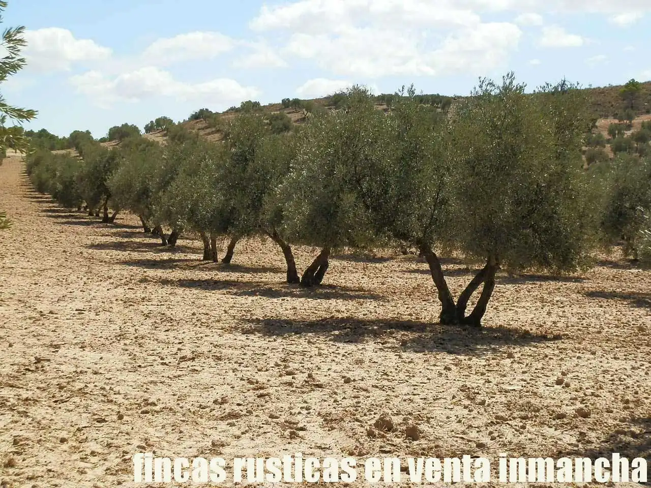 Terreni e lotti in vendita a Cabra del Santo Cristo, imagen 22