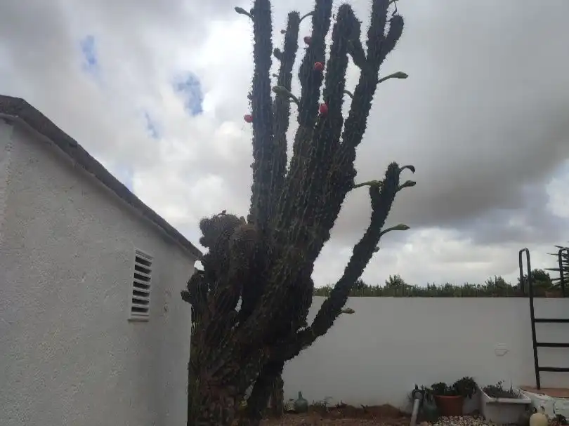 Jardín de Terreno en venta en Cambrils