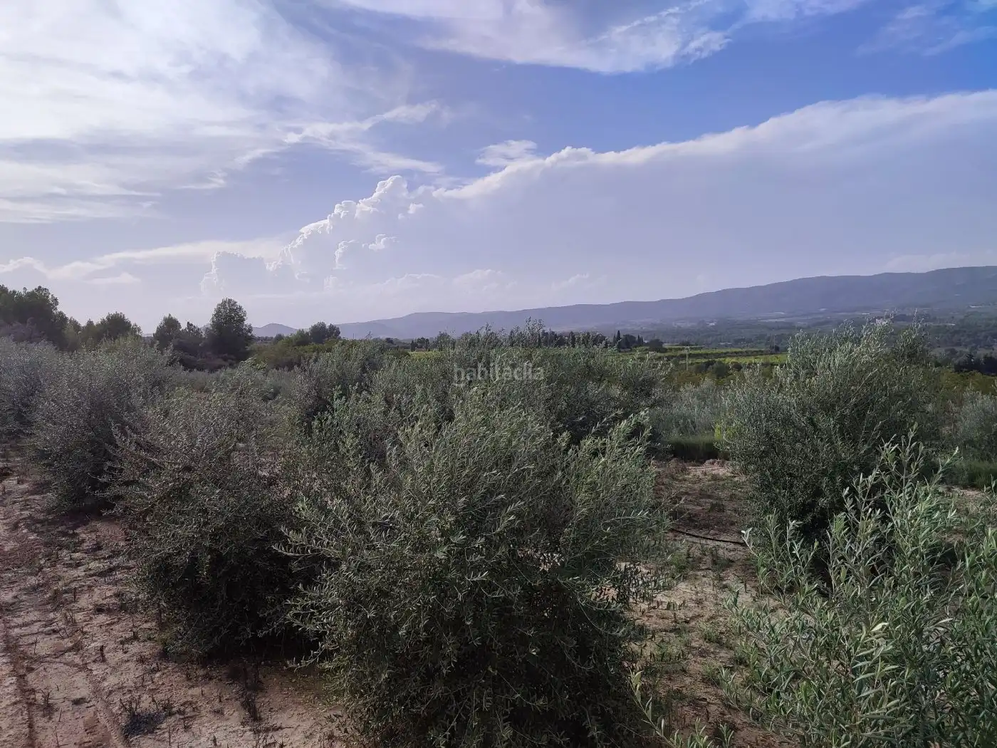 Terrain rustique à vendre à Plaça Numero 20 256, imagen 2