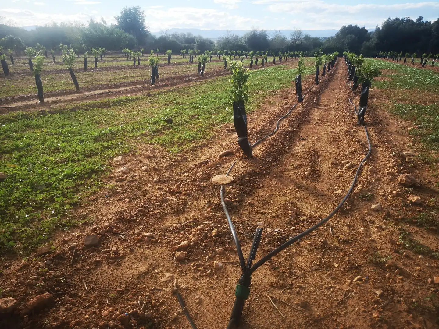 Terreno residenziale in vendita a Ulldecona, imagen 3