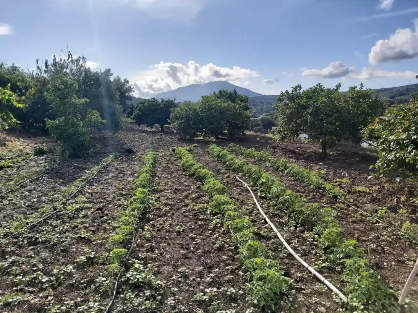 Finca rústica en venda a Lugar Partido Cuesta Blanquilla, 2, Coín