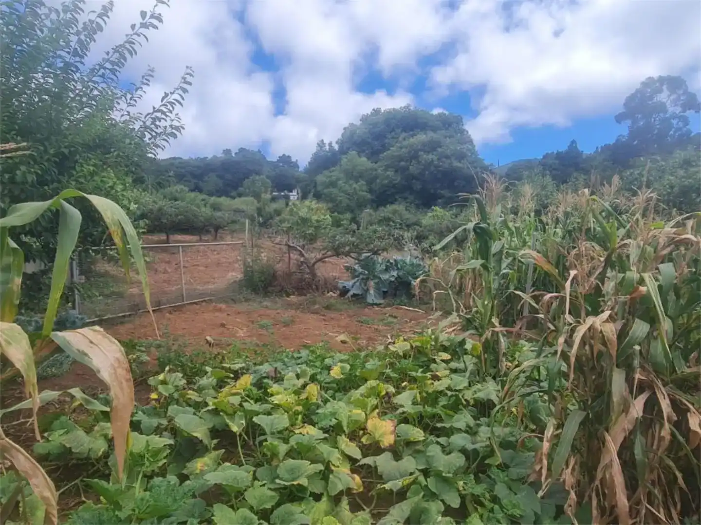 Finca rústica en venda en El Sauzal